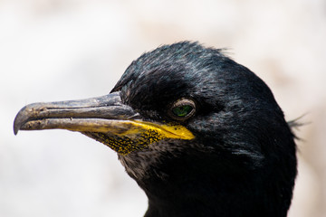 Cormorant shot at Farne Island