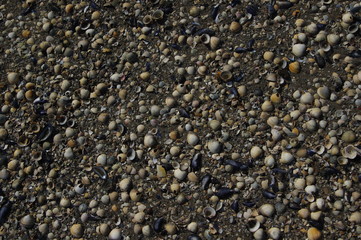 Muschelschalen am Ufer von Pellworm