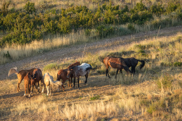 hors group of horses grazing in the field