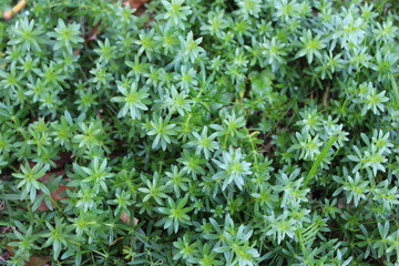 background of green grass