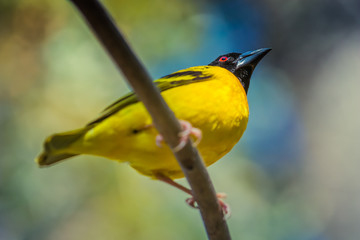 Closeup photo of a Village weaver (Ploceus cucullatus) standing on a branch