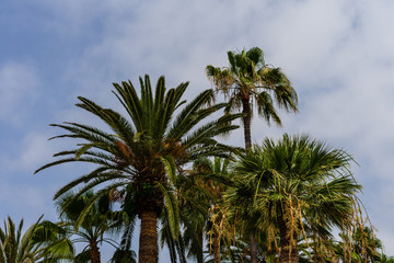Fototapeta na wymiar Palm tree crown of Washingtonia robusta (Mexican fan palm or Mexican washingtonia) against the sky.