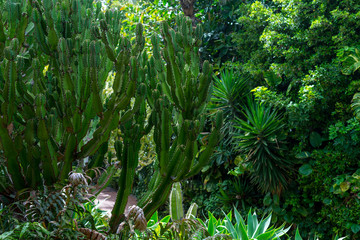 Wild shrubs Euphorbia canariensis in the park. Background.