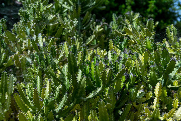 Wild shrubs Euphorbia canariensis in the park. Background.