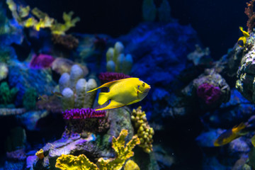 Fototapeta na wymiar Tropical fish queen angelfish (Holacanthus ciliaris) living in the waters of the Atlantic Ocean.