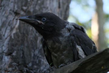 crow