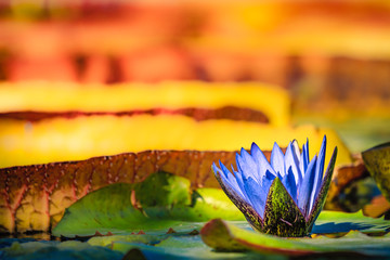 Closeup photo of a Water lily flower in bright sunlight