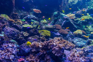 Fototapeta na wymiar The bright underwater world of corals.