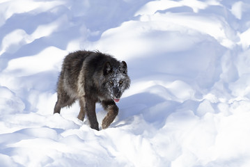 Naklejka premium A lone Black wolf (Canis lupus) isolated on white background walking in the winter snow in Canada