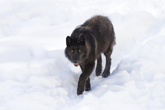 Fototapeta A lone Black wolf (Canis lupus) isolated on white background walking in the winter snow in Canada