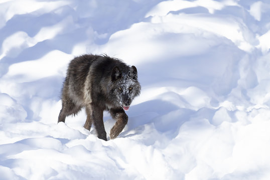 Fototapeta A lone Black wolf (Canis lupus) isolated on white background walking in the winter snow in Canada