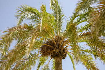 Palm tree,palm, tree, sky, tropical, nature, palm tree, summer,