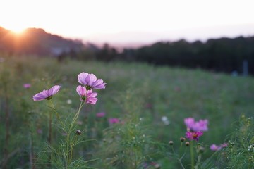 Obraz premium 夕日にコスモスが映える秋の風景