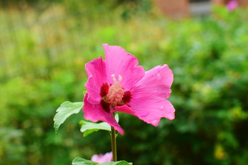 Fototapeta premium a pink blooming hibiscus flower in the garden