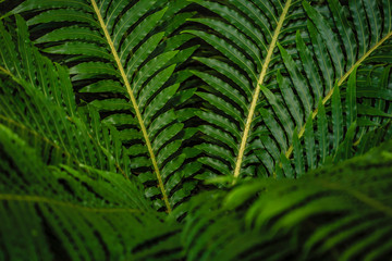 Fototapeta premium Abstract green nature background concept, curly leaves, colorful lights