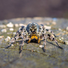 Photo of Lycosa singoriensis, black hair tarantula on the tree stump