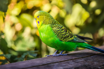 Closeup photo of a green Budgerigar (Melopsittacus undulatus) standing on a branch