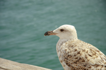 Seagull, bird, gull, sea, water, nature, animal