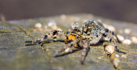 Photo of Lycosa singoriensis, black hair tarantula on the tree stump