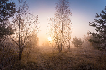 Early foggy morning at meadow of autumn forest. Sunlight through the fall trees. Beautiful dreamy scene with hoarfrost on trees, bushes and dry grass.