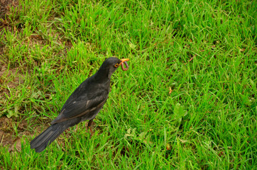 Wildlife, bird, animal, nature, white, fauna, migration, isolated, wild, beautiful, flying, black