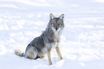 A lone coyote (Canis latrans) isolated on white background sitting and hunting in the winter snow in Canada