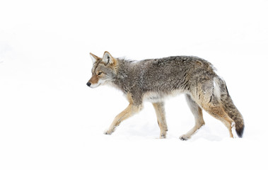 A lone coyote (Canis latrans) isolated on white background walking and hunting in the winter snow in Canada - obrazy, fototapety, plakaty