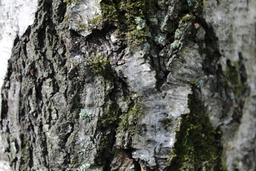 bark of a tree background