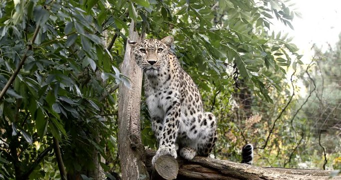 ceylon Sri Lankan leopard, (Panthera pardus kotiya)