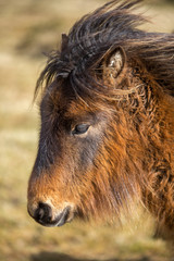 Affectionate Wild Pony on Bodmin Moor, Cornwall