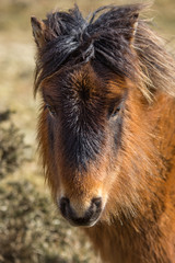Wild Pony in Sunlight, Bobmin Moor, Cornwall