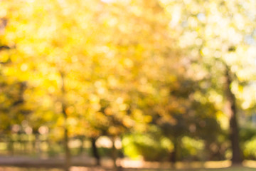Autumn trees in the public park out of focus, natural bokeh background 