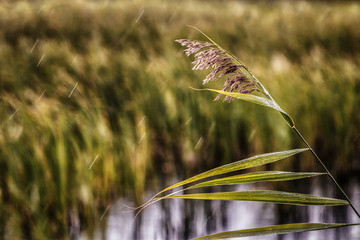Fototapeta na wymiar there are beautiful reeds in the middle of the lake
