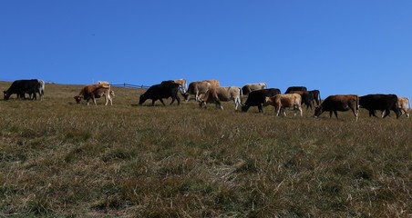Naklejka na ściany i meble Mountain cows on a pasture