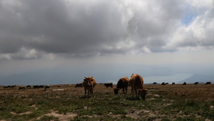 Mountain cows on a pasture