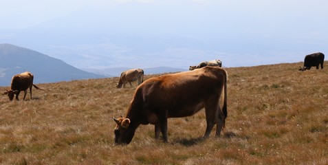 Mountain cows on a pasture