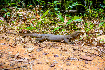 Varan lizard, Khlong Phanom National Park, Kapong, Phang-nga, Th