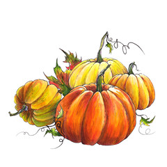 Pumpkins collection. Colorful autumn illustration on white background.