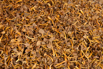 Craterellus tubaeformis (formerly Cantharellus tubaeformis), edible fungus, also known as Yellowfoot, winter mushroom, or Funnel Chanterelle. Mushrooms in market