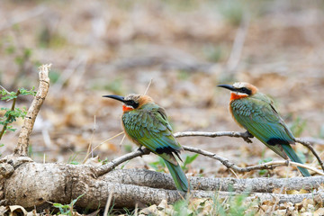 Weißstirn Bienenfresser Südafrika