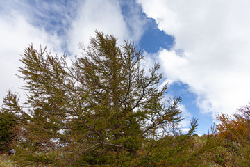  戦場ヶ原　長野　山梨　北海道　美瑛　高山　新潟　美しい　日本　男女　徒歩