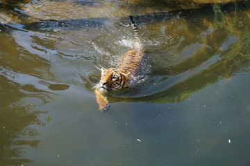 Tiger schwimmt