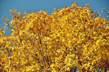 Fototapeta premium paints of autumn