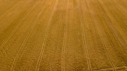 High-angle shot of cornfields before harvesting
