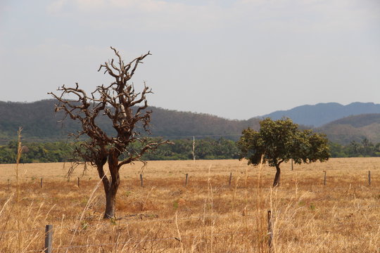 Trees on a landscape