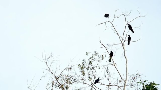  The crows at the tree
