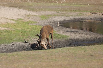 Hirsch