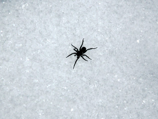The spider on the beautiful snow