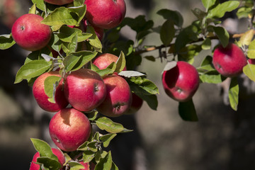 Amasya apples and apples 
