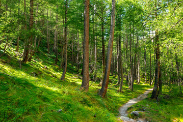 Beautiful forest at sunset with green grass and pine trees - Italian Alps Cogne Aosta Valley Grand Paradis National Park